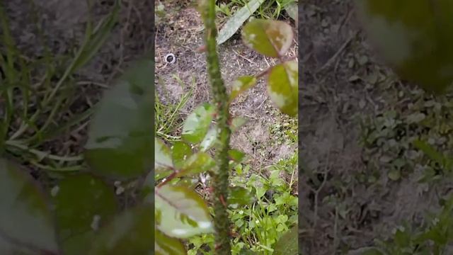 лучше средства от тли на розах, моющее средство для мытья посуды смотреть онлайн