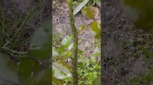 лучше средства от тли на розах, моющее средство для мытья посуды