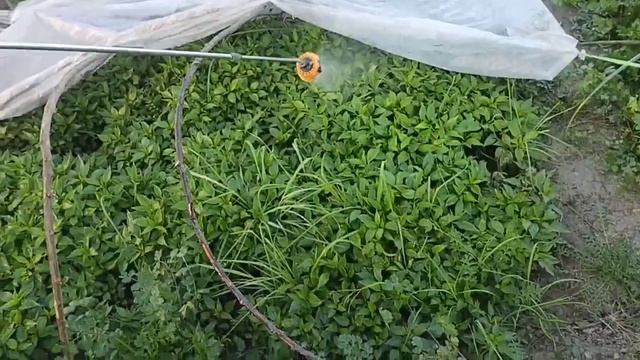 Best organic Fungicide | How to prepare fungicide at home | Trichoderma fungicide | Trichoderma Cap смотреть онлайн