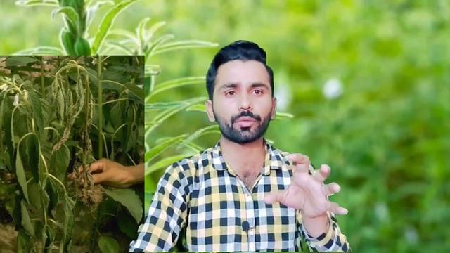 تل کی 20 من پیداوار لینے کا طریقہ |Trichoderma Uses In Sesame Crop |Tili Ki Beemari Ka Control