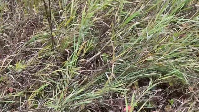 Сбор грибов маслята