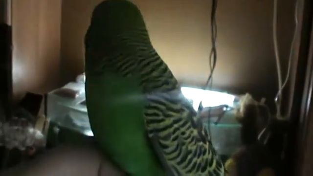 Мой попугайчик Кешка ! Первое видео на канале #животные смотреть онлайн