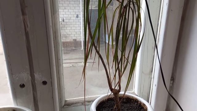 Посадила новые цветы 💐 Готовлю баклажаны с грибами. Трудимся в огороде. смотреть онлайн