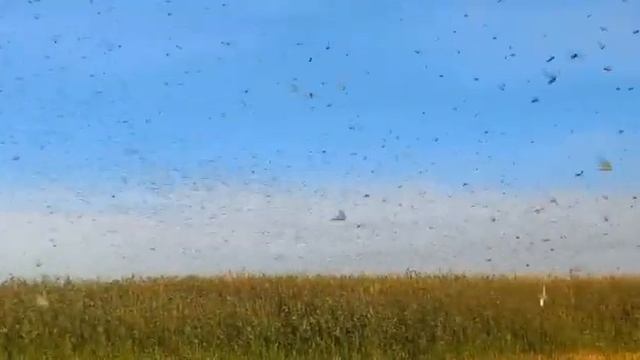 Саранча Курченко Наримановский район смотреть онлайн