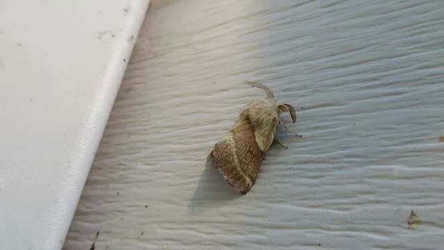 S iFia cute 3 year old narrates fuzzy eyebrow moth MVI 4354 смотреть онлайн