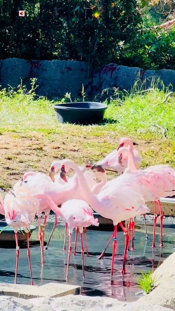 Flamingo - Flamingo Bird Sound 🦩 смотреть онлайн