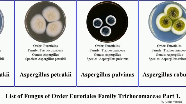 List of Fungus of Order Eurotiales Family Trichocomaceae Part 2. aspergillus penicillium niger смотреть онлайн