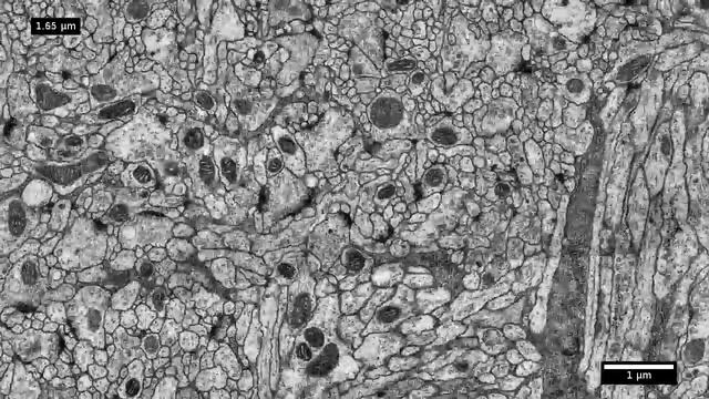 Elastic ssTEM alignment, neuropil Dros. mel. larva 1 смотреть онлайн