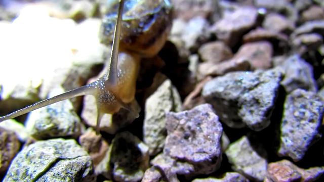 Garden Snail (Helix aspersa) Segrijnslak - JUST OUTSIDE #14 смотреть онлайн