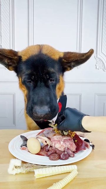 [ASMR]犬が生の肉を食べる[咀嚼音] MUKBANG ASMR Dog eating 23 #Shots смотреть онлайн