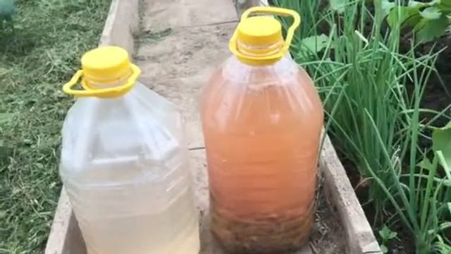 Бражка с триходермой. Защита от болезней !