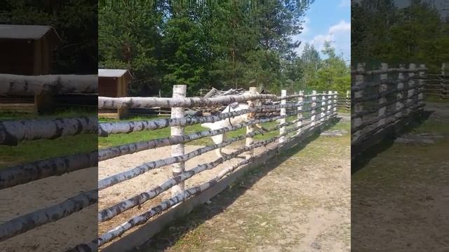 Нет преграды для алабая. смотреть онлайн