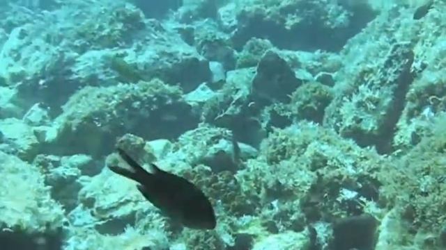 thalassoma pavo смотреть онлайн