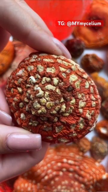 Самый опасный напиток 🍺 #микродозингмухомора #мухомор #грибы #ежовик #mushroom