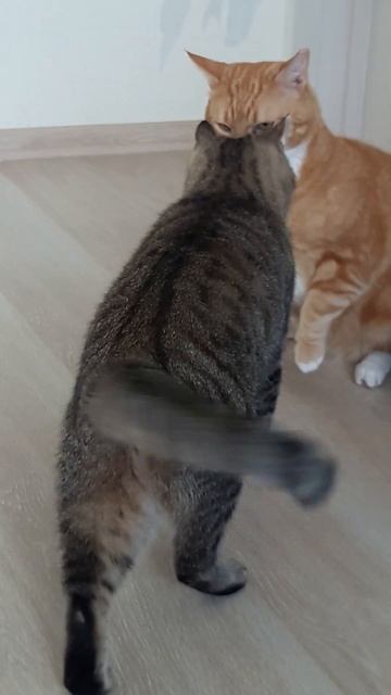 Such a bully #shorts (Subscribe 🌙) смотреть онлайн