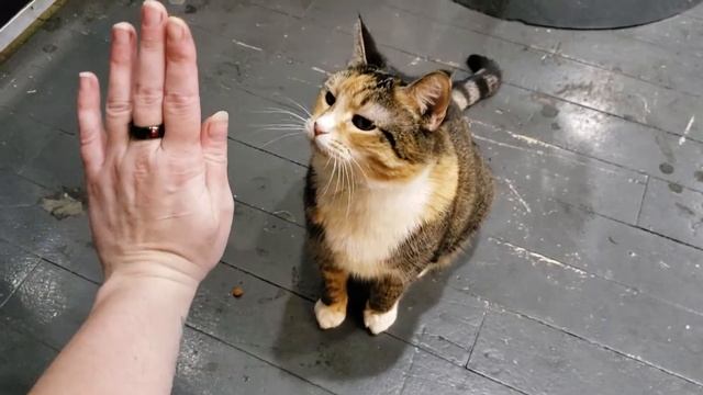 Freya gives a high five! смотреть онлайн