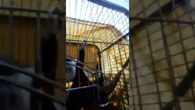 Макаки ест Диню 🐒🐵 смотреть онлайн
