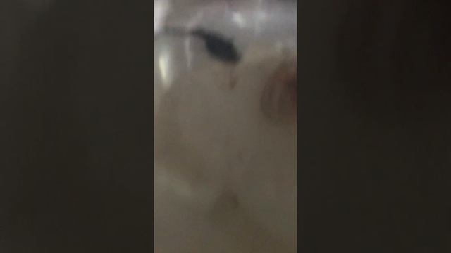 10 самых лучших рыбок для начинающих смотреть онлайн