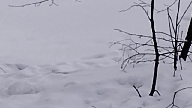 Охота на лис с капканоми. смотреть онлайн