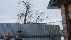 Подготовка яблони к обрезке