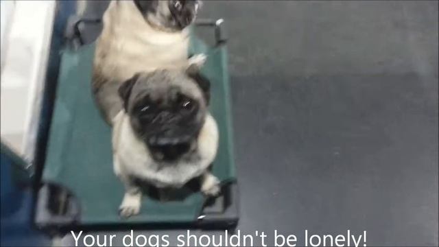Sleep Rover Doggie Hotel & Daycare - Staffed 24/7 смотреть онлайн