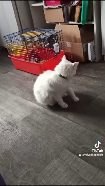 пытается снять ошейник😅 смотреть онлайн