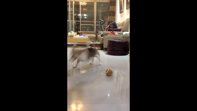 Mico看到食物就不要玩具了 смотреть онлайн
