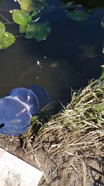 Большой уж ворует рыбу) смотреть онлайн