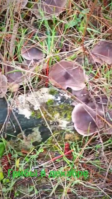 В декабре можно собрать корзинку рядовок(мышат)и маслят.