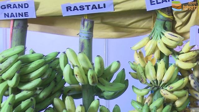 केले की विभिन्न किस्में और उनके लाभ| Varieties of Banana| Kele ki kheti| Kele ki kismen смотреть онлайн