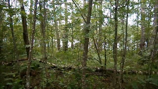 hope #2 смотреть онлайн