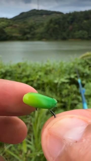 Use green corn for fishing#fishing #fishingvideo #fishingtips #fish #fishinglife #fish #fishinglife смотреть онлайн