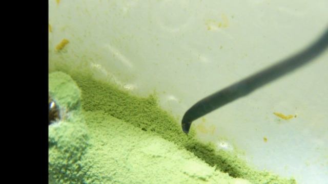 Aislamiento de hongos entomopatógenos смотреть онлайн