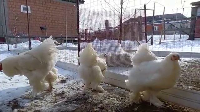 Белая Брама в Чечне Ильман смотреть онлайн