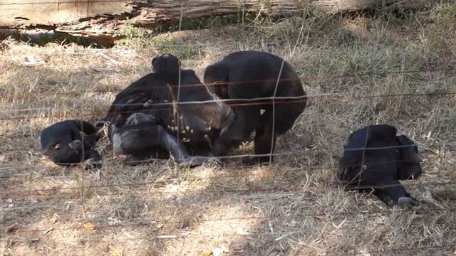 Playing Chimpanzees: Chimfunshi Wildlife Orphanage, Zambia смотреть онлайн