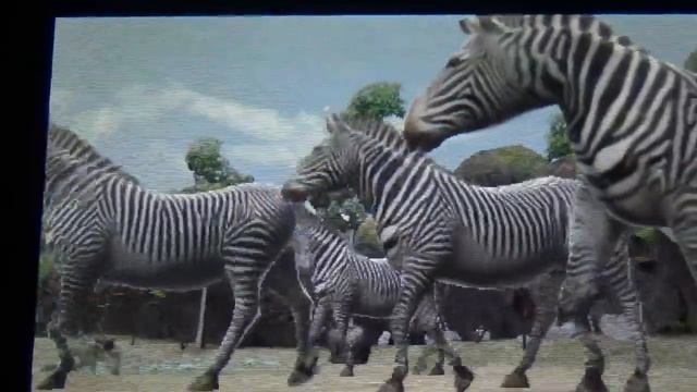 Grevy's Zebra behaviors on Zoo Resort 3D смотреть онлайн