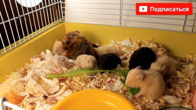 ХОМЯЧКИ | 20 ДЕНЬ ЖИЗНИ ХОМЯЧАТ | CHILD OF THE HAMSTER | bébé hamster смотреть онлайн