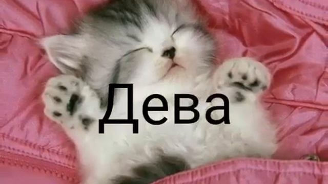кто ты по знаку зодиака из кошечек😸 смотреть онлайн