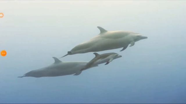 en un minuto más o menos el delfín manchado pantropical смотреть онлайн