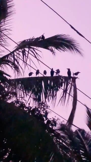 #Starlings and #Crows chirping #Sunset #Birdsinnature #Birdwatching смотреть онлайн