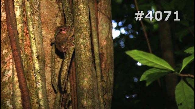 #4071. Долгопяты (В мире животных) смотреть онлайн