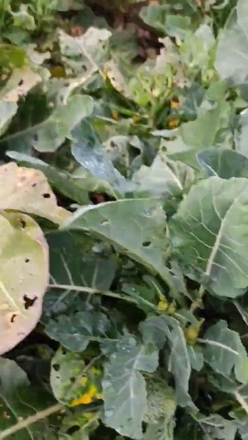 Брокколи ещё растет. 20 октября смотреть онлайн