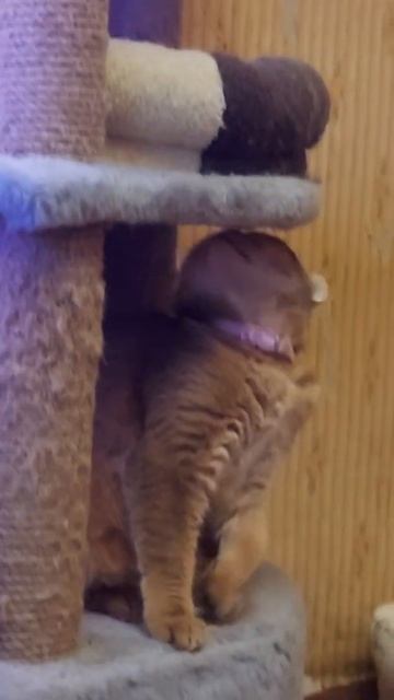 Кошка прикусила губу смотреть онлайн