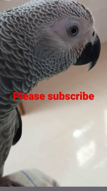 cute parrot#mitthu #viral смотреть онлайн