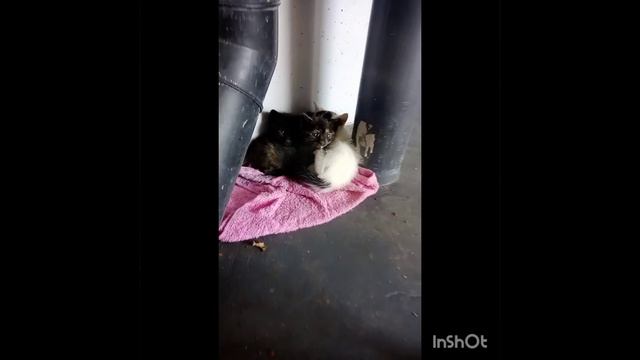подрастающее поколение. кошка из ролика--"самого сладкого хочется побольше" стала мамой. смотреть онлайн