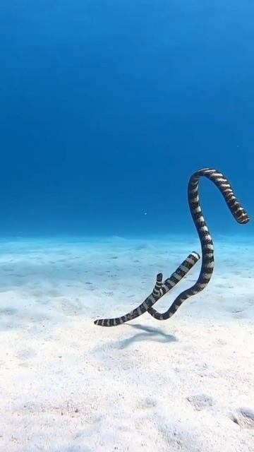 #sea snake#viral shorts# смотреть онлайн