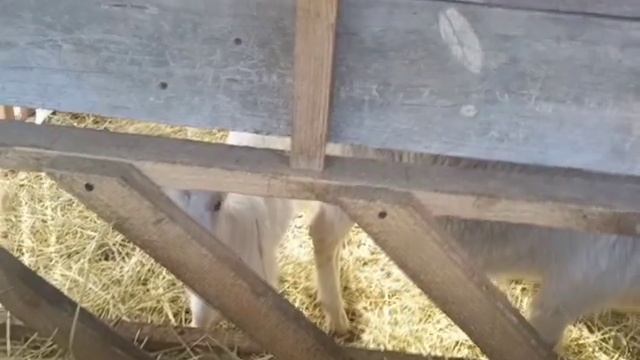 Козы и козлята//Первый рабочий день Иваныча// смотреть онлайн