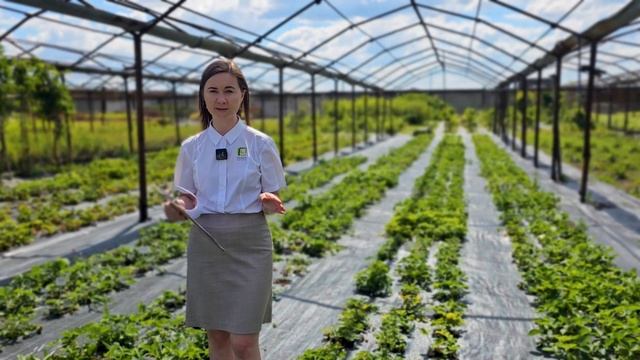 ГНИЮТ ЯГОДЫ КЛУБНИКИ! Серая гниль на клубнике. Как бороться с серой гнилью на клубнике. смотреть онлайн