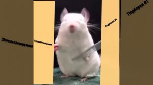 Подборки про шиншилл. Смешные шиншиллы. Funny Chinshillas.🤣
