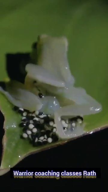 How frog reproduction occurs ||Usually in water. |#warriors|@MahaAjaey смотреть онлайн